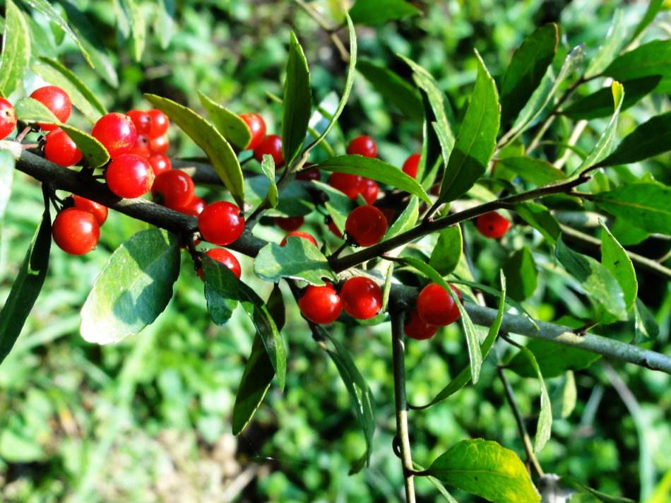 山东冬青种植基地大量供应冬青小苗