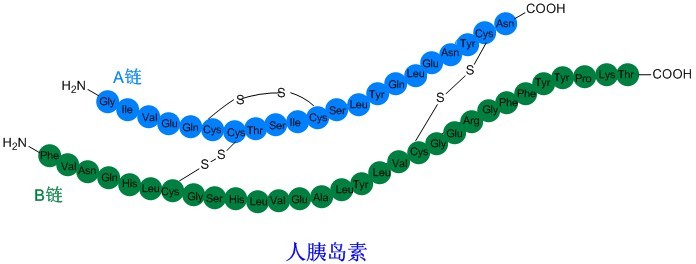 胰岛素合成技术1.jpg