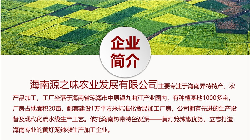 海南黄灯笼辣椒酱500克*12瓶香辣特辣黄辣酱批发厂家直销