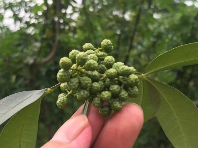 昭通永善花椒麻味足