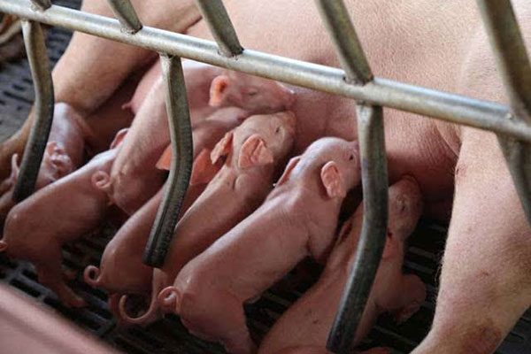母猪保健方案
