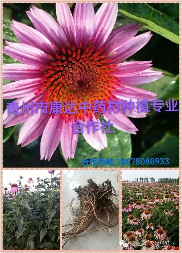紫锥菊 中药材 专业种植 青州市 西安 陕西 湖南 长沙 广西 桂林 四川