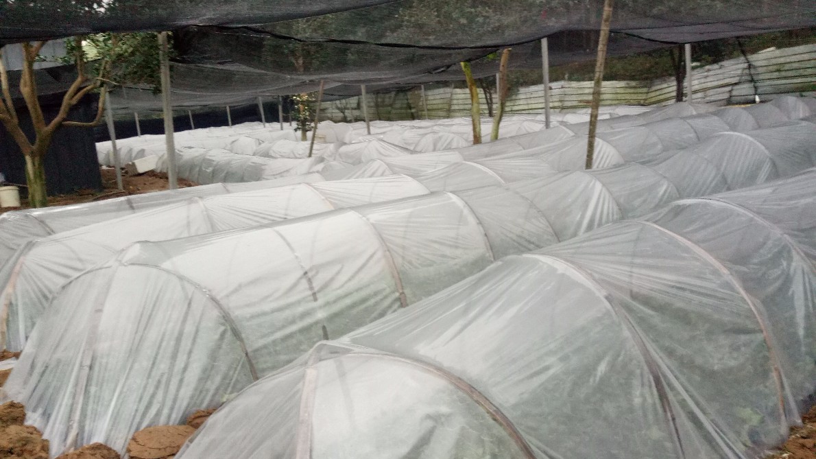 原始地带百香果优质大苗大量出售 提供四川地区百香果种植技术