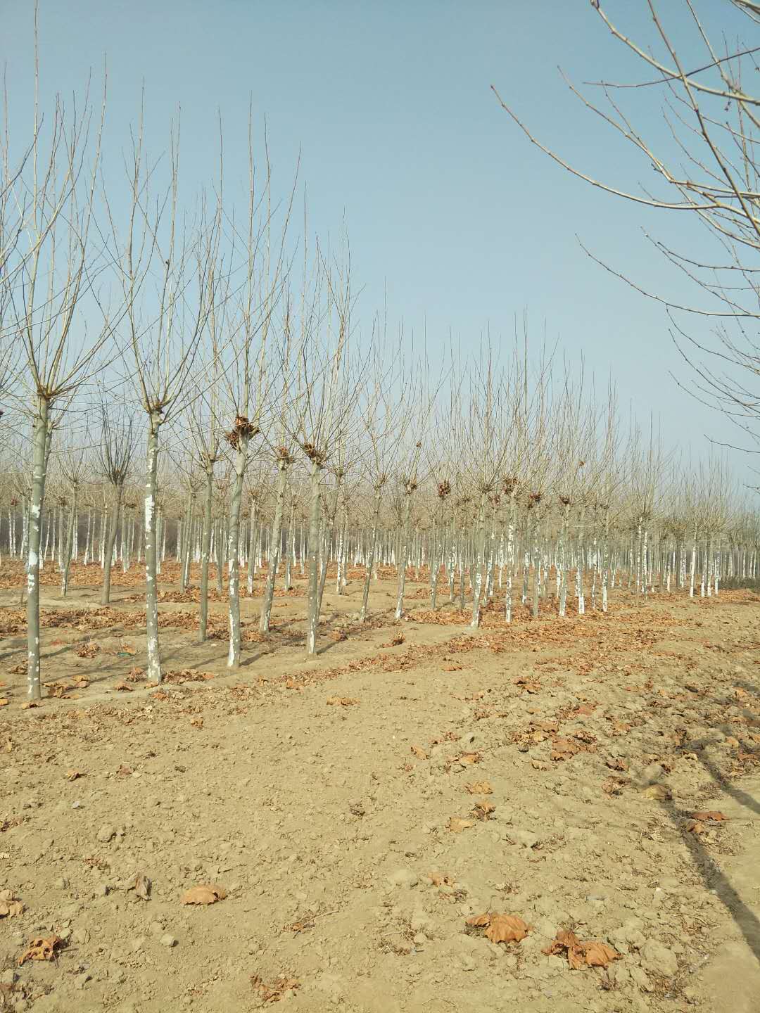 定州苗木，绿化公司，定州苗圃，定州苗木基地，河北苗木