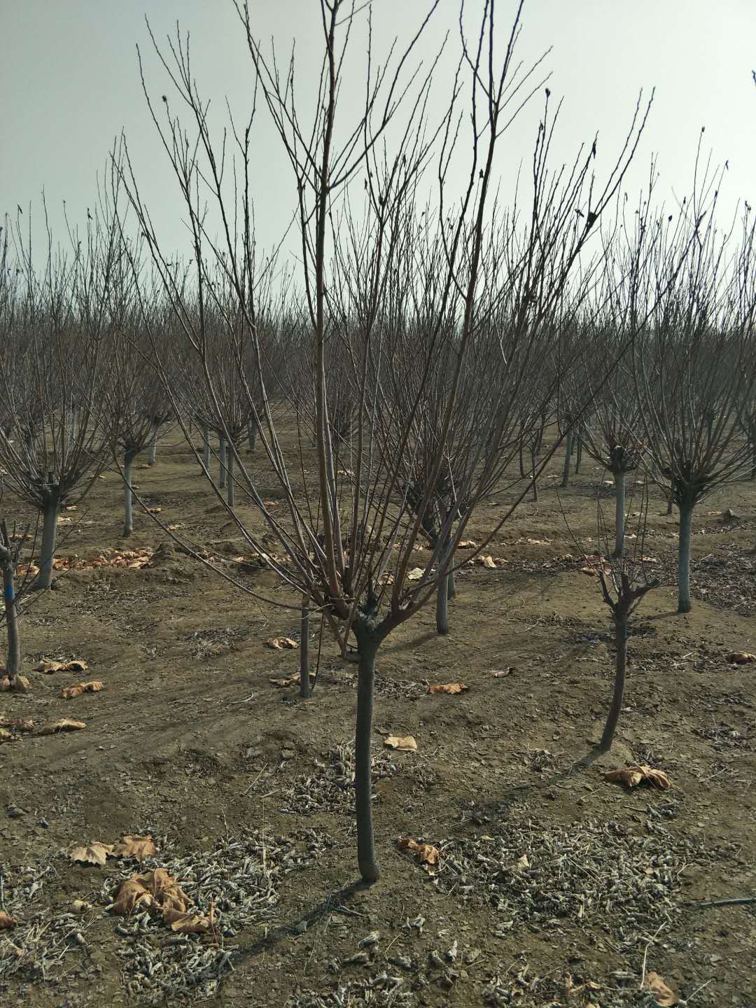 定州苗木，绿化公司，定州苗圃，定州苗木基地，河北苗木