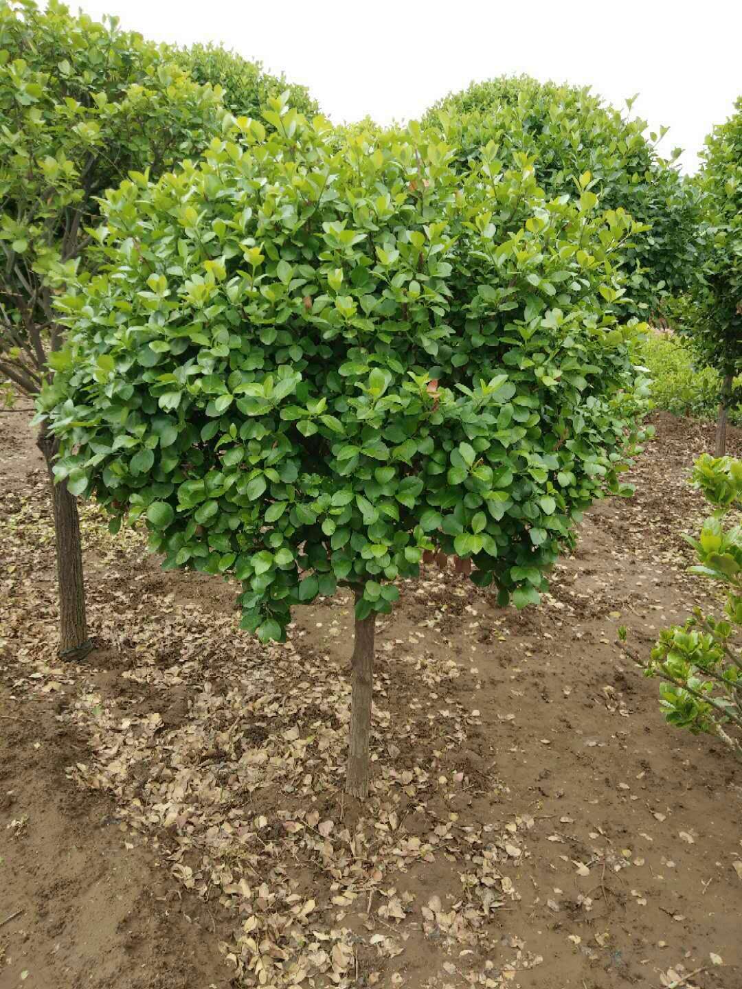 定州苗木，绿化公司，定州苗圃，定州苗木基地，河北苗木