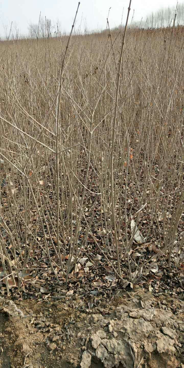 定州苗木，绿化公司，定州苗圃，定州苗木基地，河北苗木