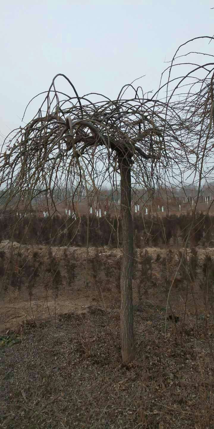 定州苗木，绿化公司，定州苗圃，定州苗木基地，河北苗木