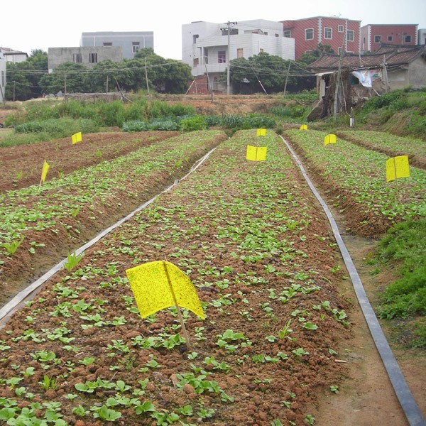 塑料黄色粘虫板农业病虫害绿色防控昆虫诱捕器