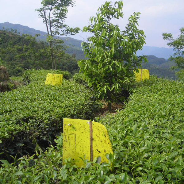 塑料黄色粘虫板农业病虫害绿色防控昆虫诱捕器