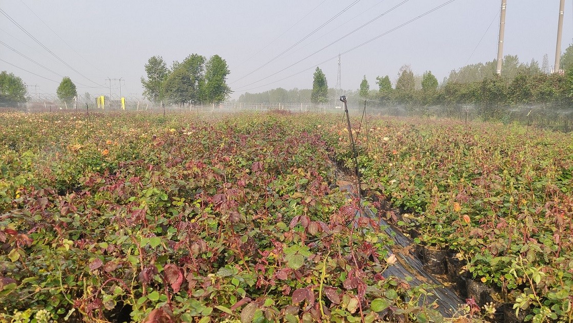 月季基地常年供应大花月季树状月季月季小苗等，产地南阳价格实惠