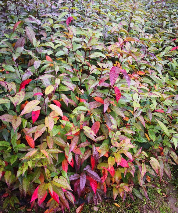 山樱花苗 福建山樱花苗 云南山樱花苗