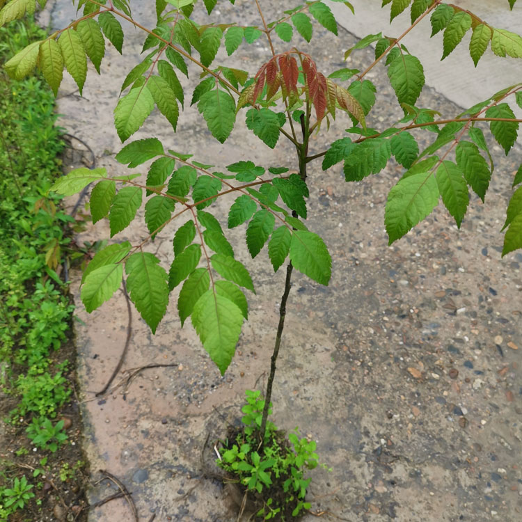 栾树袋苗 黄山栾树杯苗 台湾栾树容器苗