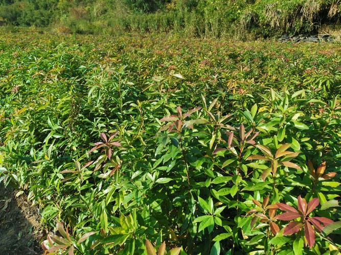 高度40厘米木荷苗 木荷种子 木荷地苗 荷木树苗