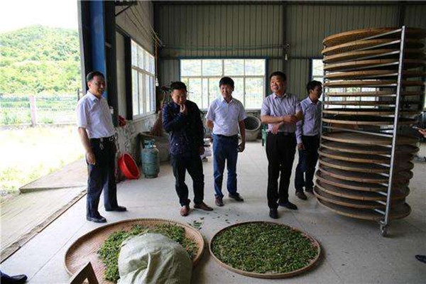 茶叶生产与加工.jpg
