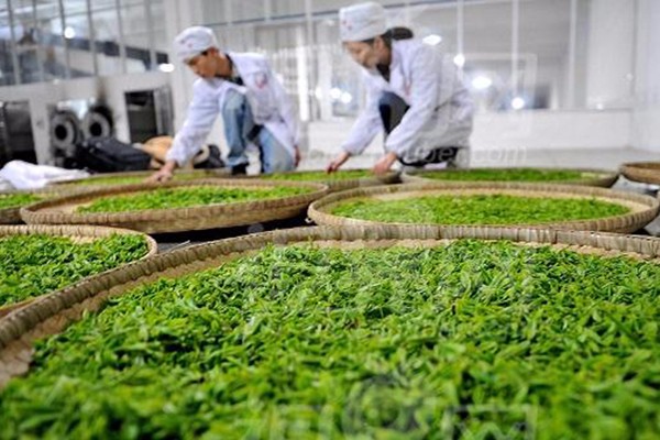 茶叶生产与加工专业2.jpg