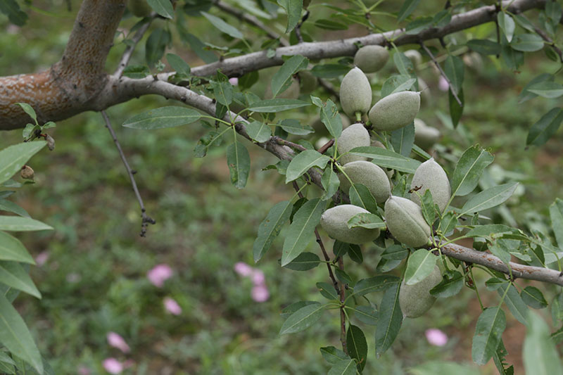 河南巴旦木种植基地.JPG