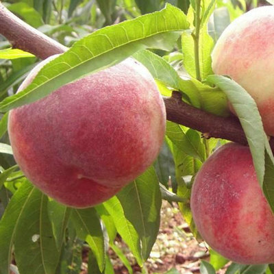 安徽德丰供应两年至十年各类桃树苗